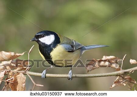"Great Tit (Parus major), males, Untergroningen, Abtsgmuend, Baden-Wurttemberg, Germany, Europe" View Large Photo Image Stock Photo - "Great Tit (Parus major), males, Untergroningen, Abtsgmuend, Baden-Wurttemberg, Germany, Europe". Fotosearch