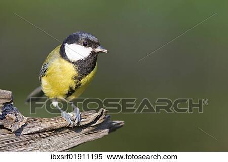 Great Tit (Parus major) on a branch View Large Photo Image Stock Photography - Great Tit (Parus major) on a branch. Fotosearch