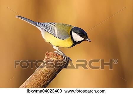 "Great Tit (Parus major) on branch, Hesse, Germany, Europe" View Large Photo Image Stock Image - "Great Tit (Parus major) on branch, Hesse, Germany, Europe". Fotosearch