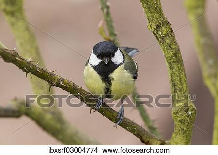 "Great Tit (Parus major), perched on a twig, Fuldabruck, Fuldabruck, Hesse, Germany, Europe" View Large Photo Image Picture - "Great Tit (Parus major), perched on a twig, Fuldabruck, Fuldabruck, Hesse, Germany, Europe". Fotosearch
