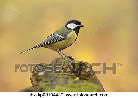 Stock Image - "Great Tit (Parus major) perched on a stump in autumn, Leipzig, Saxony, Germany, Europe". Fotosearch