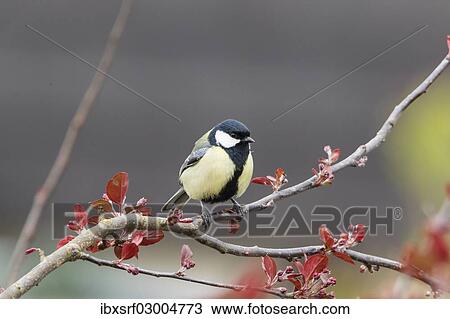 Stock Image - "Great Tit (Parus major), perched on a twig, Fuldabruck, Fuldabruck, Hesse, Germany, Europe". Fotosearch