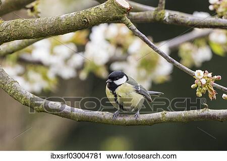 "Great Tit (Parus major), perched on a twig, Fuldabruck, Fuldabruck, Hesse, Germany, Europe" View Large Photo Image Stock Image - "Great Tit (Parus major), perched on a twig, Fuldabruck, Fuldabruck, Hesse, Germany, Europe". Fotosearch