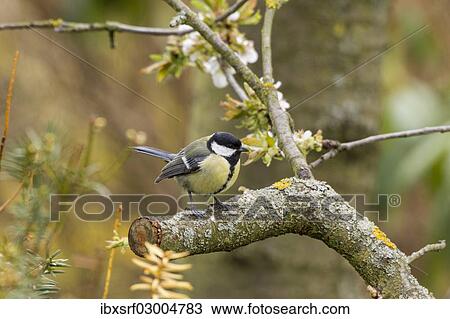 "Great Tit (Parus major), perched on a branch, Fuldabruck, Fuldabruck, Hesse, Germany, Europe" View Large Photo Image Stock Image - "Great Tit (Parus major), perched on a branch, Fuldabruck, Fuldabruck, Hesse, Germany, Europe". Fotosearch