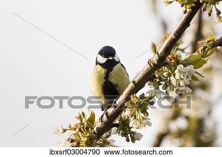 Stock Image - "Great Tit (Parus major), perched on a twig, Fuldabruck, Fuldabruck, Hesse, Germany, Europe". Fotosearch