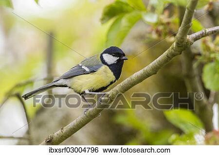 "Great Tit (Parus major), perched on a twig, Fuldabruck, Fuldabruck, Hesse, Germany, Europe" View Large Photo Image Stock Photograph - "Great Tit (Parus major), perched on a twig, Fuldabruck, Fuldabruck, Hesse, Germany, Europe". Fotosearch