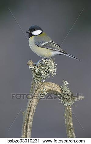 "Great Tit (Parus major) perched on its song post, an old pine branch with lichens, Swabian Alb biosphere reserve, Baden-Wurttemberg, Germany, Europe" View Large Photo Image Stock Image - "Great Tit (Parus major) perched on its song post, an old pine branch with lichens, Swabian Alb biosphere reserve, Baden-Wurttemberg, Germany, Europe". Fotosearch
