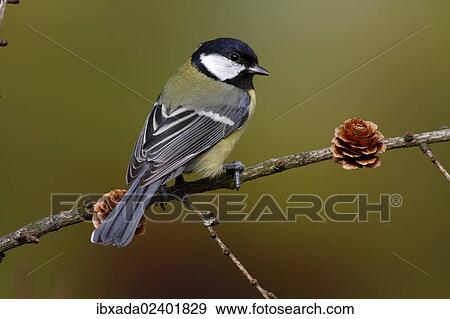 Stock Photo - "Great Tit (Parus major) sitting on a larch branch, Neunkirchen in Siegerland, North Rhine-Westphalia, Germany, Europe". Fotosearch