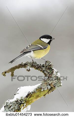 Great Tit (Parus major) View Large Photo Image Stock Image - Great Tit (Parus major). Fotosearch