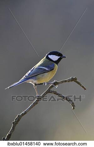 Great Tit (Parus major) View Large Photo Image Stock Image - Great Tit (Parus major). Fotosearch