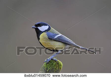 Great Tit (Parus major) View Large Photo Image Stock Image - Great Tit (Parus major). Fotosearch