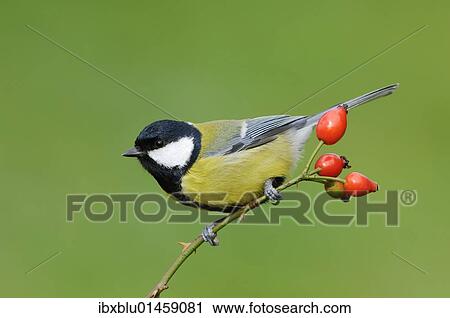 Great Tit (Parus major) View Large Photo Image Stock Image - Great Tit (Parus major). Fotosearch