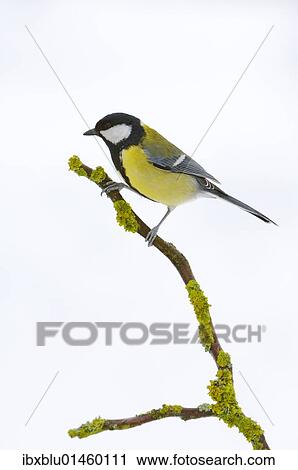 Great Tit (Parus major) View Large Photo Image Stock Image - Great Tit (Parus major). Fotosearch