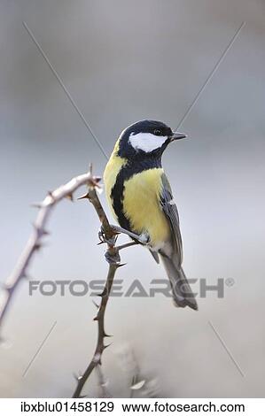 Great Tit (Parus major) View Large Photo Image Stock Photo - Great Tit (Parus major). Fotosearch