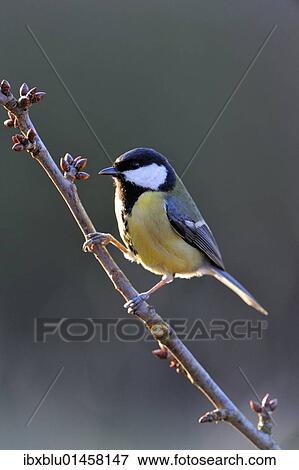 Great Tit (Parus major) View Large Photo Image Stock Photo - Great Tit (Parus major). Fotosearch