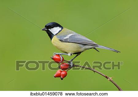 Great Tit (Parus major) View Large Photo Image Stock Photo - Great Tit (Parus major). Fotosearch