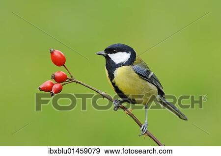 Great Tit (Parus major) View Large Photo Image Stock Photo - Great Tit (Parus major). Fotosearch