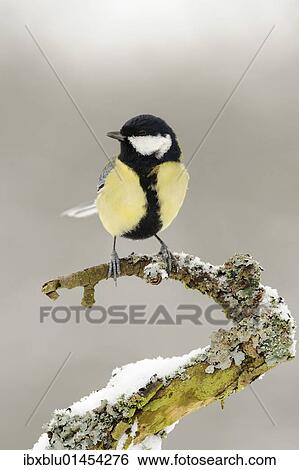 Great Tit (Parus major) View Large Photo Image Stock Photograph - Great Tit (Parus major). Fotosearch