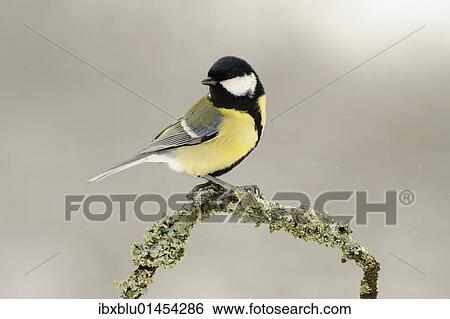 Great Tit (Parus major) View Large Photo Image Stock Photograph - Great Tit (Parus major). Fotosearch