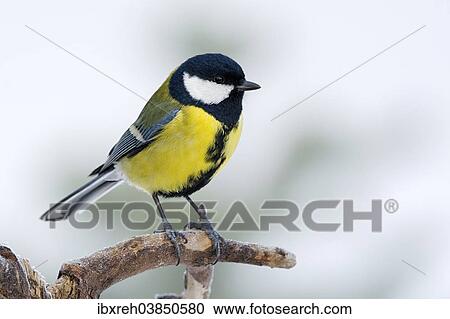 Stock Image - "Great Tit (Parus major), Tyrol, Austria, Europe". Fotosearch