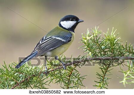 Stock Image - "Great Tit (Parus major), Tyrol, Austria, Europe". Fotosearch