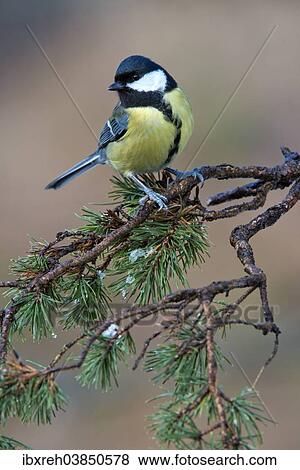 "Great Tit (Parus major), Tyrol, Austria, Europe" View Large Photo Image Stock Photo - "Great Tit (Parus major), Tyrol, Austria, Europe". Fotosearch