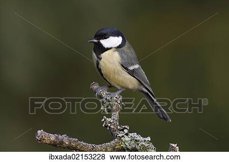 "Great Tit (Parus montanus) perched on a branch, Neunkirchen, Siegerland district, North Rhine-Westphalia, Germany, Europe" View Large Photo Image Stock Photo - "Great Tit (Parus montanus) perched on a branch, Neunkirchen, Siegerland district, North Rhine-Westphalia, Germany, Europe". Fotosearch