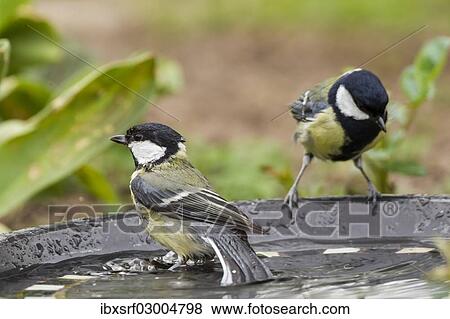 "Great Tits (Parus major), Fuldabruck, Fuldabruck, Hesse, Germany, Europe" View Large Photo Image Stock Photo - "Great Tits (Parus major), Fuldabruck, Fuldabruck, Hesse, Germany, Europe". Fotosearch