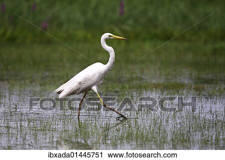 Stock Image - "Great White Egret (Casmerodius albus), walking through a swampy meadow". Fotosearch