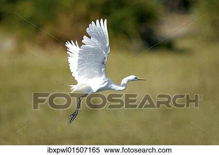 "Great White Egret or Great White Heron (Casmerodius albus), Okavango Delta, Botswana, Africa" View Large Photo Image Stock Photography - "Great White Egret or Great White Heron (Casmerodius albus), Okavango Delta, Botswana, Africa". Fotosearch