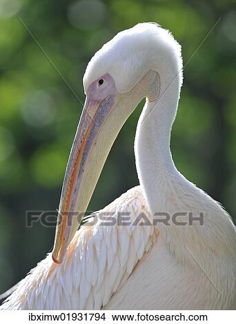 "Great White Pelican (Pelecanus onocrotalus), preening" View Large Photo Image Picture - "Great White Pelican (Pelecanus onocrotalus), preening". Fotosearch