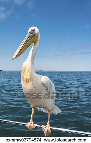 "Great White Pelican (Pelecanus onocrotalus) on railing in Walvis Bay, Namibia, Africa" View Large Photo Image Picture - "Great White Pelican (Pelecanus onocrotalus) on railing in Walvis Bay, Namibia, Africa". Fotosearch