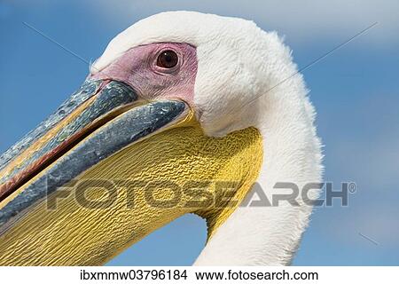 "Great White Pelican (Pelecanus onocrotalus), portrait, Walvis Bay, Namibia, Africa" View Large Photo Image Picture - "Great White Pelican (Pelecanus onocrotalus), portrait, Walvis Bay, Namibia, Africa". Fotosearch