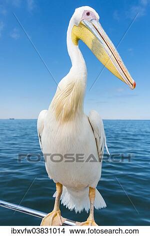 "Great White Pelican (Pelecanus onocrotalus) sitting on the railing of the boat in Walvis Bay, Namibia, Africa" View Large Photo Image Picture - "Great White Pelican (Pelecanus onocrotalus) sitting on the railing of the boat in Walvis Bay, Namibia, Africa". Fotosearch