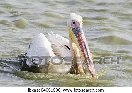 "Great White Pelican (Pelecanus onocrotalus), Djoudj National Park, Senegal, Africa" View Large Photo Image Stock Image - "Great White Pelican (Pelecanus onocrotalus), Djoudj National Park, Senegal, Africa". Fotosearch