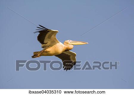 "Great White Pelican (Pelecanus onocrotalus) in flight, Djoudj National Park, Senegal, Africa" View Large Photo Image Stock Image - "Great White Pelican (Pelecanus onocrotalus) in flight, Djoudj National Park, Senegal, Africa". Fotosearch