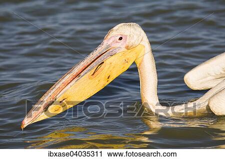 "Great White Pelican (Pelecanus onocrotalus), Djoudj National Park, Senegal, Africa" View Large Photo Image Stock Image - "Great White Pelican (Pelecanus onocrotalus), Djoudj National Park, Senegal, Africa". Fotosearch