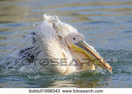 Great White Pelican (Pelecanus onocrotalus) View Large Photo Image Stock Image - Great White Pelican (Pelecanus onocrotalus). Fotosearch