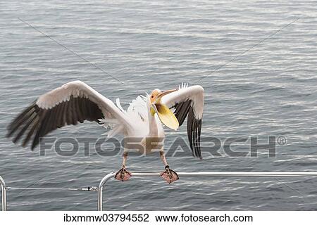 Stock Image - "Great White Pelican (Pelecanus onocrotalus) on railing in Walvis Bay, Namibia, Africa". Fotosearch