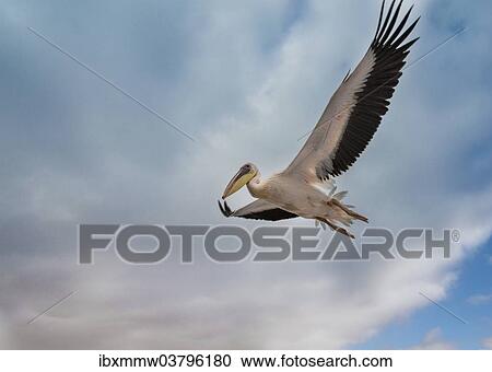 "Great White Pelican (Pelecanus onocrotalus) in flight in Walvis Bay, Namibia, Africa" View Large Photo Image Stock Image - "Great White Pelican (Pelecanus onocrotalus) in flight in Walvis Bay, Namibia, Africa". Fotosearch