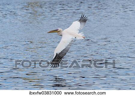 "Great White Pelican (Pelecanus onocrotalus) in flight, in Walvis Bay, Namibia, Africa" View Large Photo Image Stock Image - "Great White Pelican (Pelecanus onocrotalus) in flight, in Walvis Bay, Namibia, Africa". Fotosearch