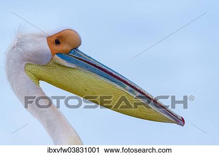"Great White Pelican (Pelecanus onocrotalus), portrait, at Walvis Bay, Namibia, Africa" View Large Photo Image Stock Image - "Great White Pelican (Pelecanus onocrotalus), portrait, at Walvis Bay, Namibia, Africa". Fotosearch