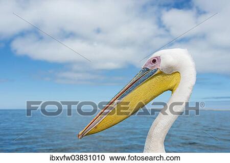 Stock Image - "Great White Pelican (Pelecanus onocrotalus) in Walvis Bay, Namibia, Africa". Fotosearch