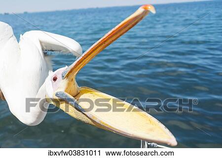 Stock Image - "Great White Pelican (Pelecanus onocrotalus) with opened beak, in Walvis Bay, Namibia, Africa". Fotosearch