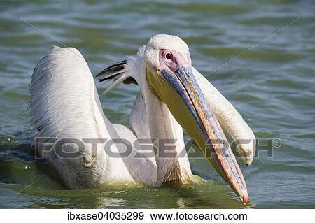 "Great White Pelican (Pelecanus onocrotalus), Djoudj National Park, Senegal, Africa" View Large Photo Image Stock Photo - "Great White Pelican (Pelecanus onocrotalus), Djoudj National Park, Senegal, Africa". Fotosearch