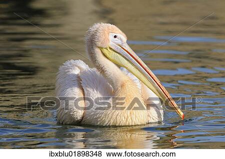 Great White Pelican (Pelecanus onocrotalus) View Large Photo Image Stock Photo - Great White Pelican (Pelecanus onocrotalus). Fotosearch