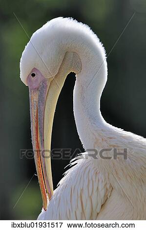 "Great White Pelican (Pelecanus onocrotalus), portrait" View Large Photo Image Stock Photo - "Great White Pelican (Pelecanus onocrotalus), portrait". Fotosearch