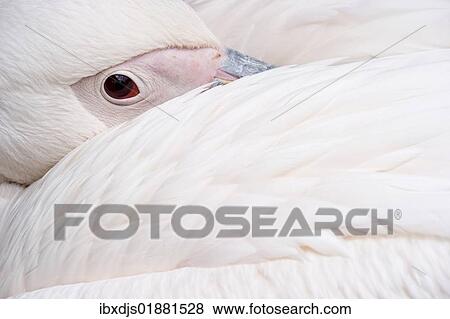 "Great white pelican (Pelecanus onocrotalus), Captive, Europe" View Large Photo Image Stock Photo - "Great white pelican (Pelecanus onocrotalus), Captive, Europe". Fotosearch