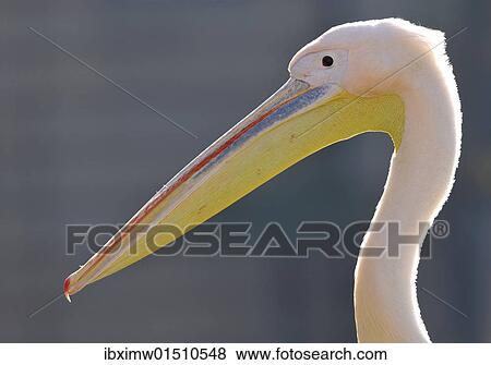 Great White Pelican (Pelecanus onocrotalus) View Large Photo Image Stock Photo - Great White Pelican (Pelecanus onocrotalus). Fotosearch