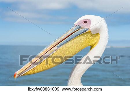 Stock Photo - "Great White Pelican (Pelecanus onocrotalus), Portrait, at Walvis Bay, Namibia, Africa". Fotosearch